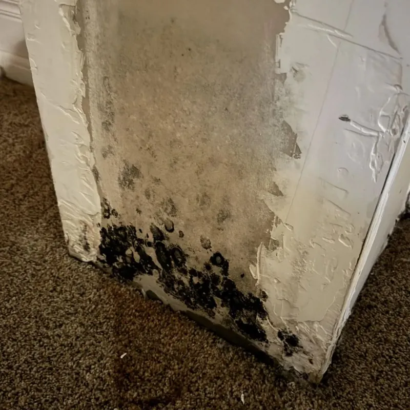 Professional Mold Removal in Columbia, CA